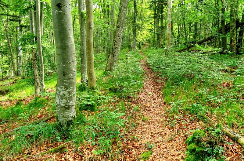 Gemütlicher Weg im grünen Wald