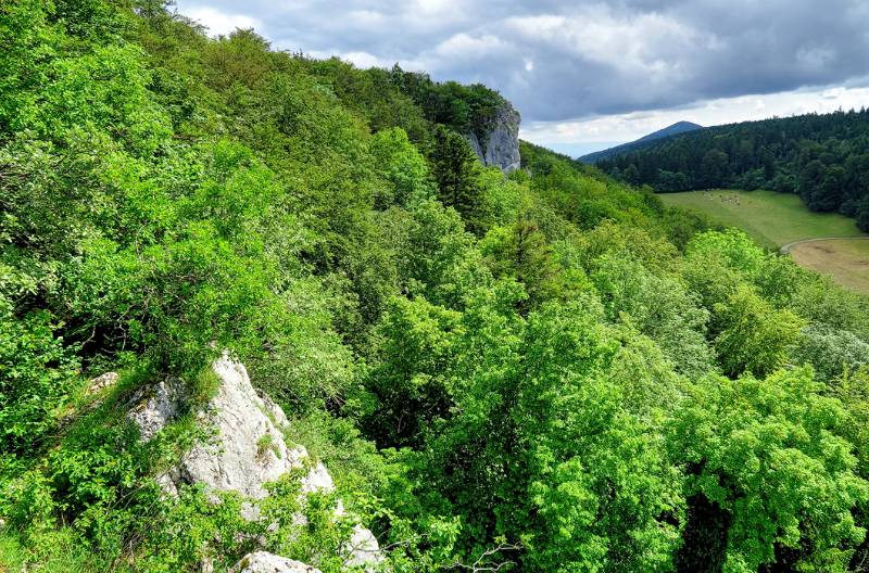 Felsen und ziemlich dichter Wald