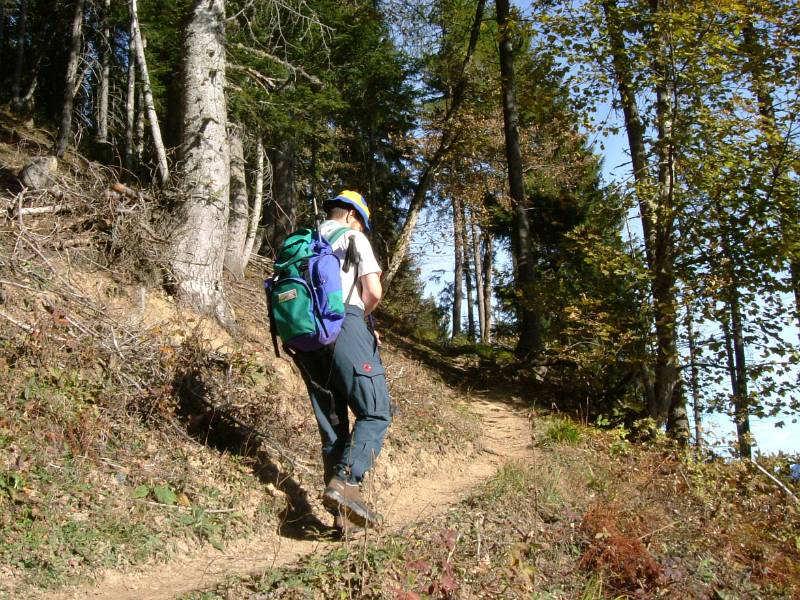 Der Wanderweg im Wald