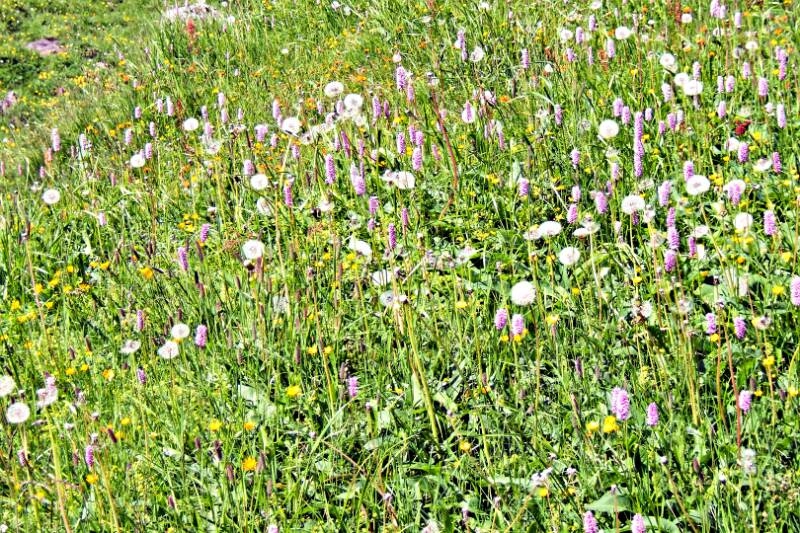2006_0701Allmenalp0076