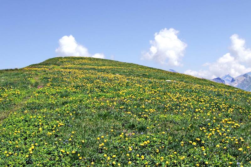 Blumenwiesen auf Golitsche