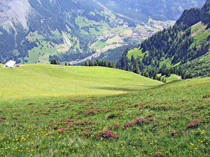 Blumenwiesen auf Golitsche