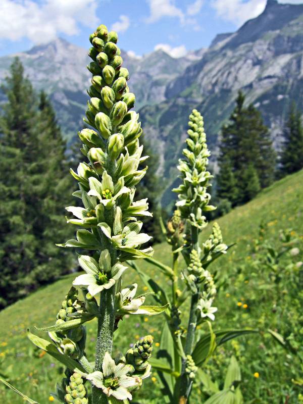 Flora von Kandertal