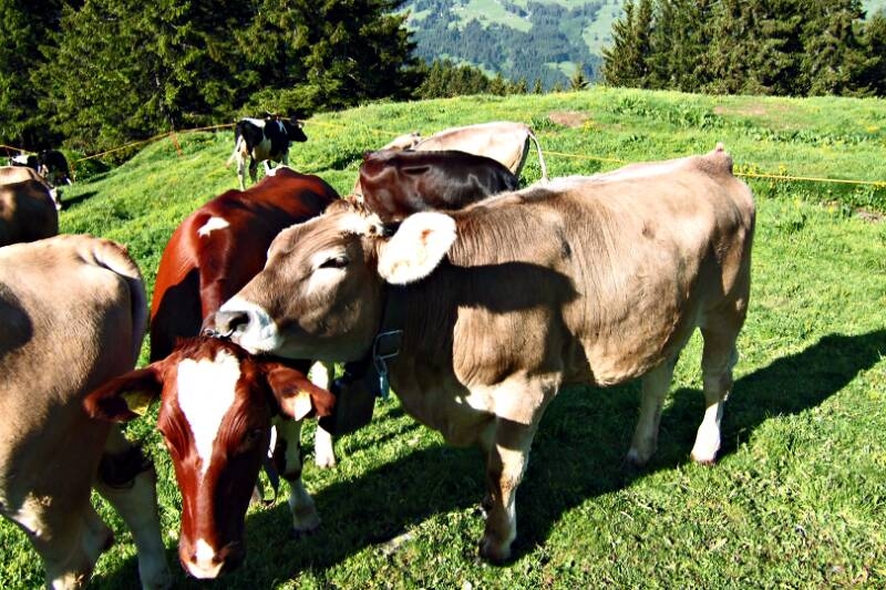2006_0618Brunni-Rigidal0004
