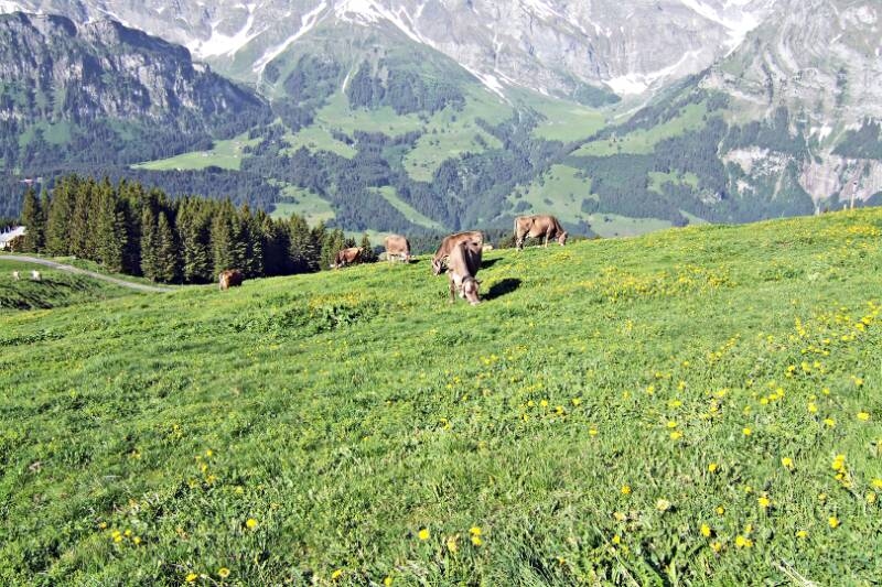 2006_0618Brunni-Rigidal0012