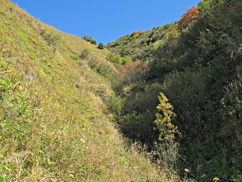 Herbstliche Wiese