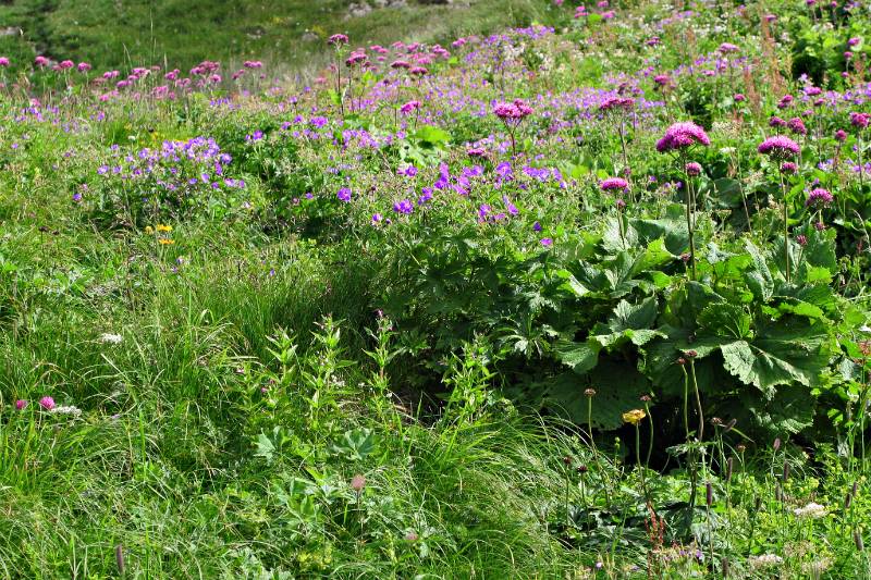 Schoene Wiesen entlang dem Wanderweg zum Rigidalstock