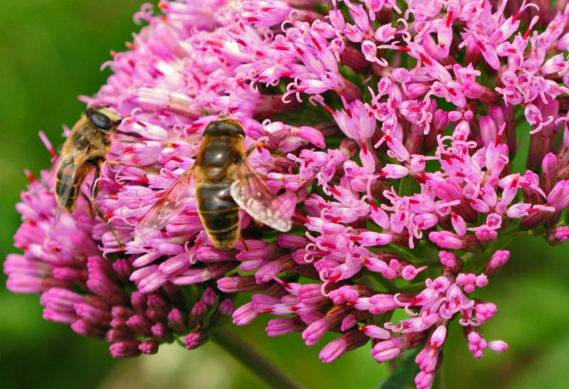 Blume mit Bienen