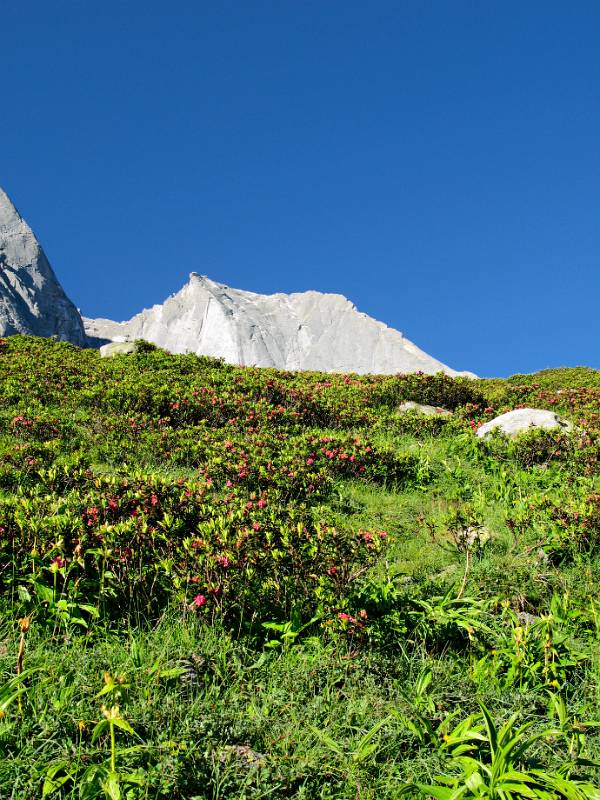 Alpenrosen und P. Badile