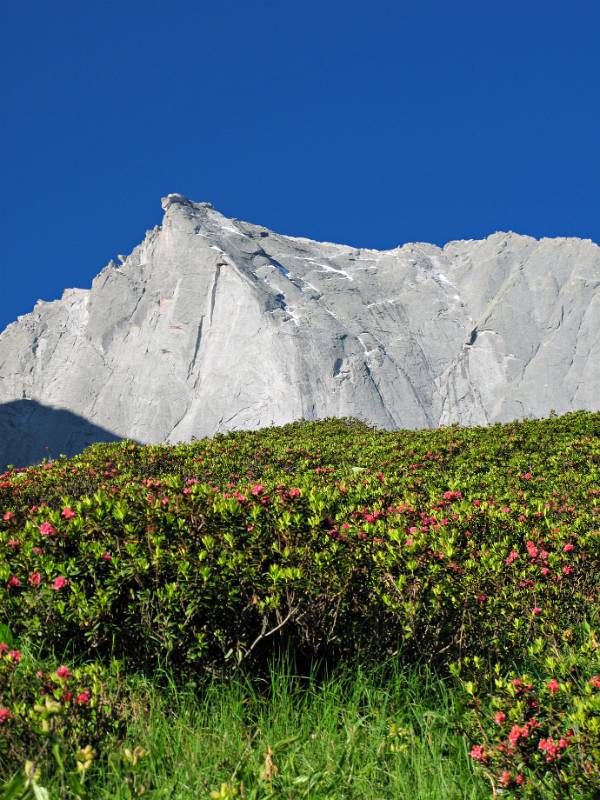 Alpenrosen im Hintergrund vom P.Badile