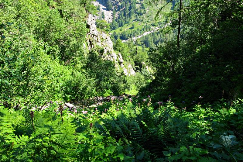 Ziemlich steiler aber einfacher Wanderweg fuehrt ueber diesen Wald nach unten