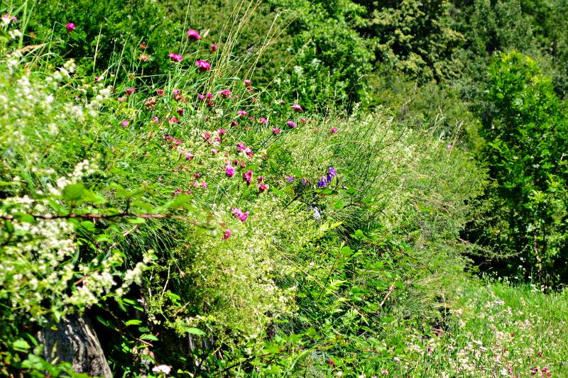 Ueppiges Grass entlang Panoramica Wanderweg