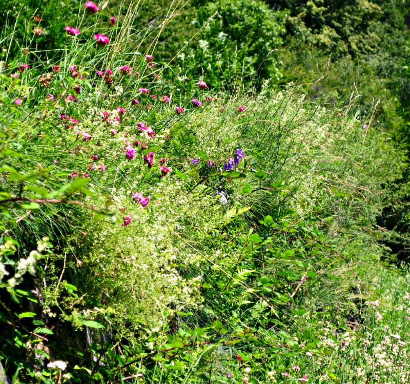 Ueppiges Grass entlang Panoramica Wanderweg