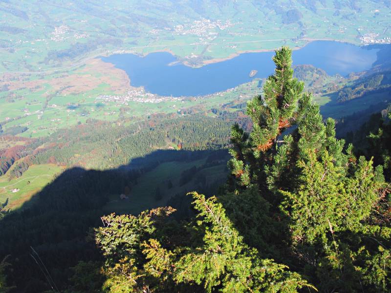 Lauerzer See von Rigi-Hochflue aus