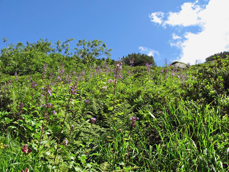 Üppige Pflanzen entlag Wanderweg von Kröntenhütte nach Erstfeld