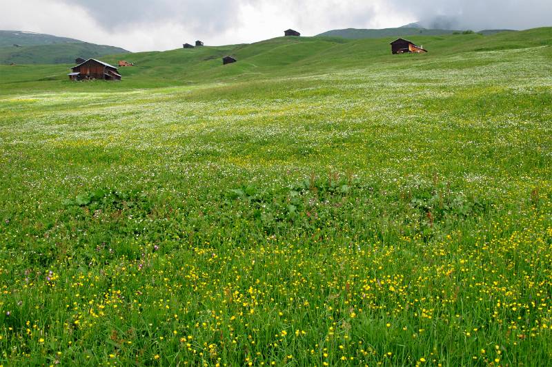 Schöne Landschaft von Frühsommer