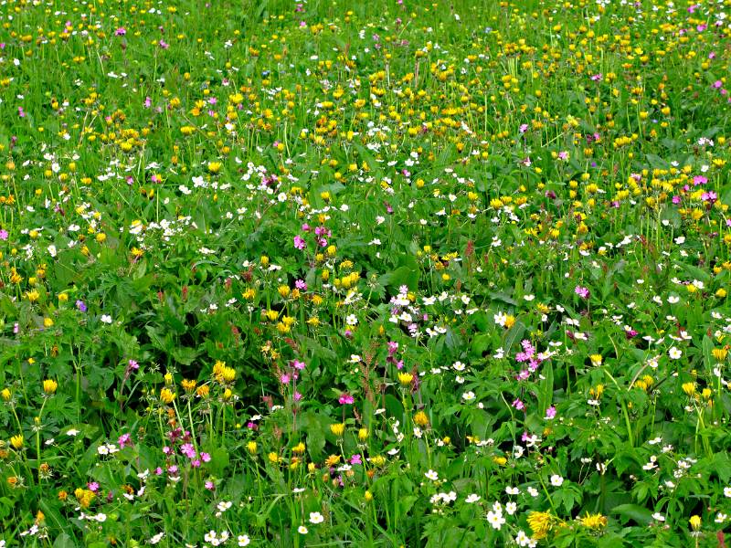 Unzählige Blumen auf der Wiese