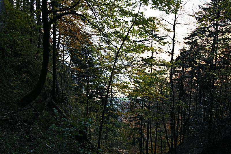 Die Route verläuft viel Zeit im dichten Wald