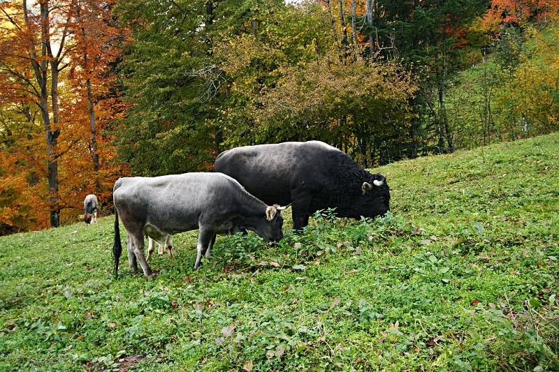 Die Wanderung auf der Weide kann auch ein Mal gefährlich werden