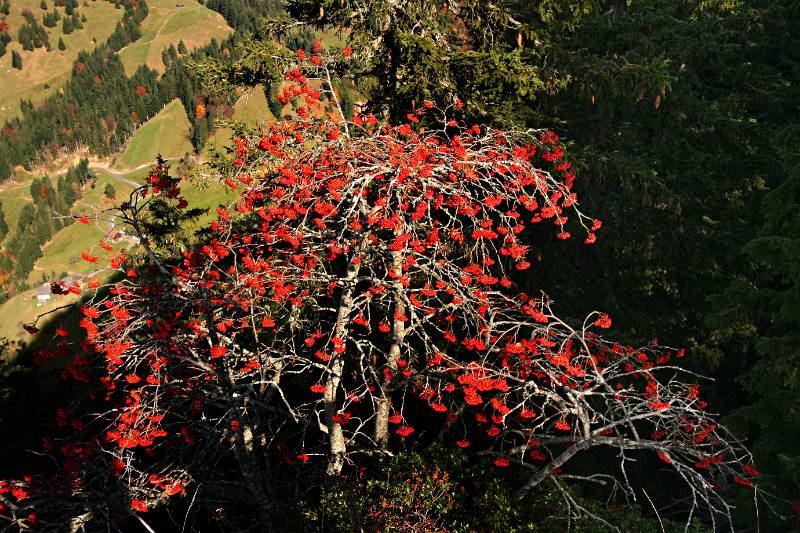 Vogelbeeren auf dem Gipfel