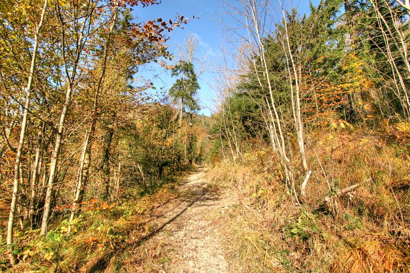 Der Wanderweg im Wald am Nachmittag unter Sonnenstrahlen