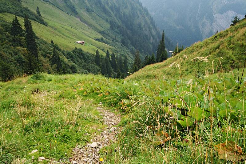 Grüner, nicht überlaufener Wanderweg auf Fluebrig