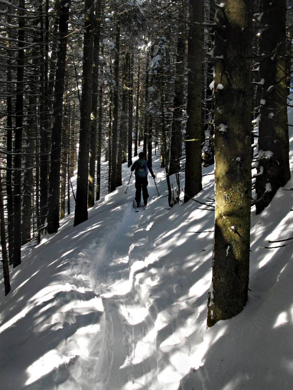 Über den Wald