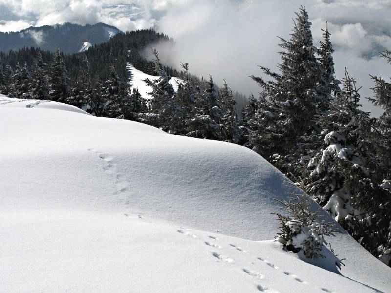 Viel Schnee und nur die Hasenspuren