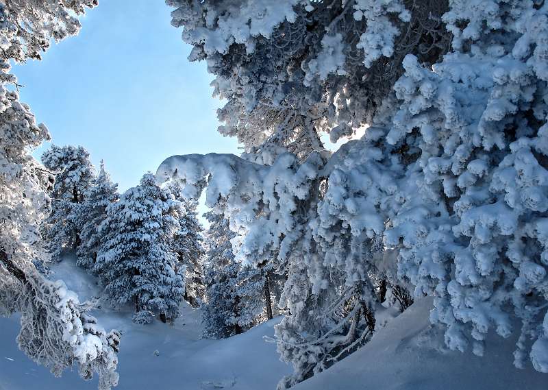 Wintermärchen im Wald