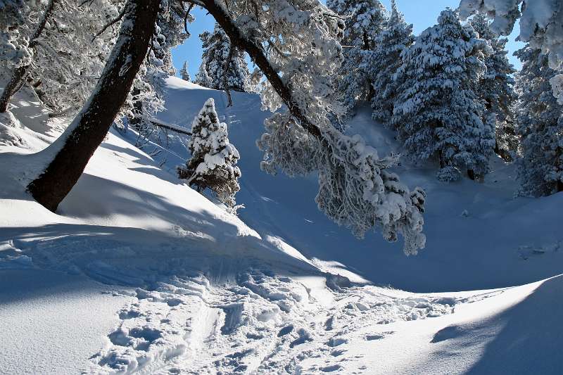 Tief verschneite Bäume, genug Schnee zum Aufstieg