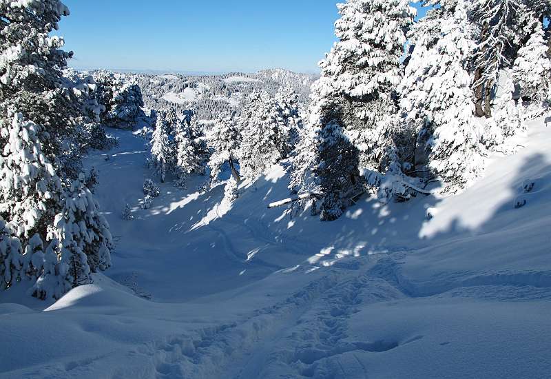 20-30cm Pulverschnee im Wald