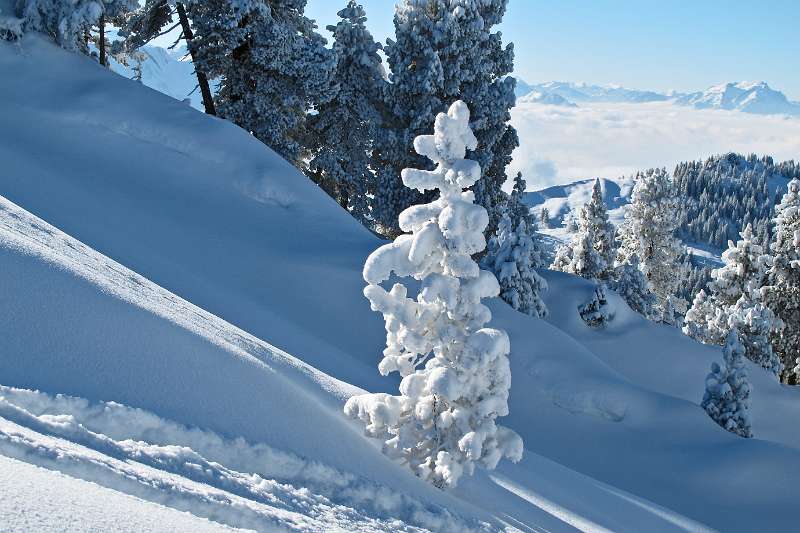 Mit Schnee bedeckte Bäume