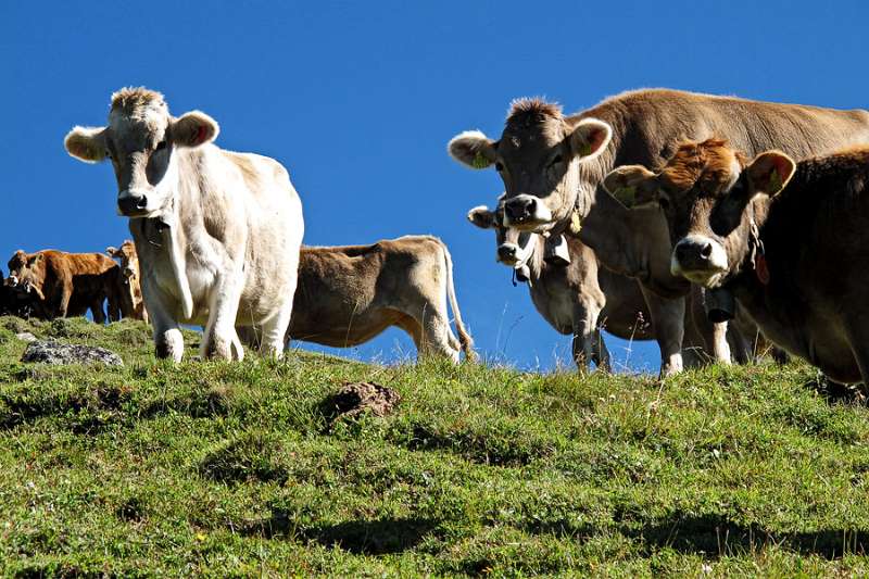 Die Kühe sind etwas erstaunt über die ungewöhnliche Ereignisse auf der