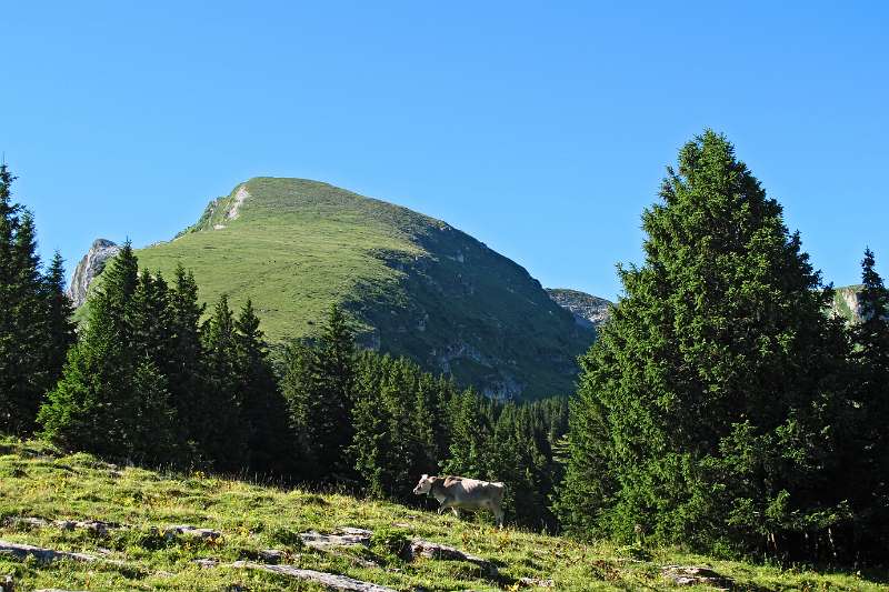 Bergen-Idylle: Selun, Fichten und eine Kuh.