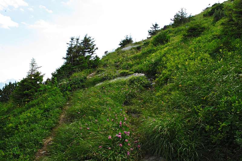 Üppiger Grass mit vielen Blümen