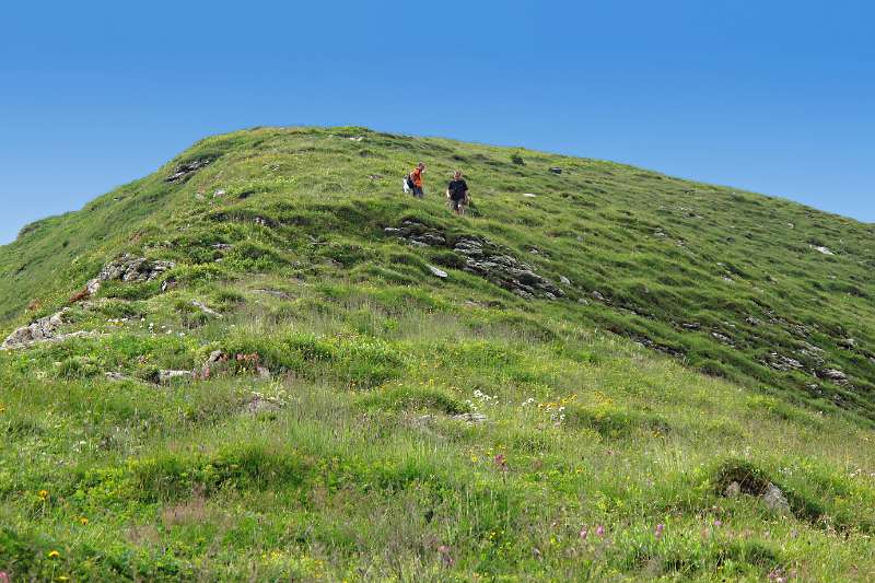 Grüner Grass und viel Blumen auf dem Hang