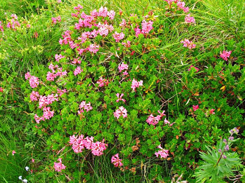 Alpenrosen auf dem Leistchamm