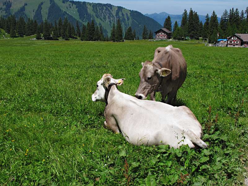 Die Freundinen der grünen Wiese.