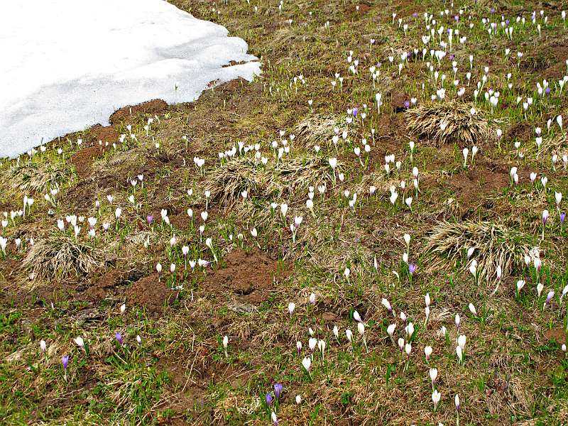 Krokus-Blumen verdrängen den Schnee