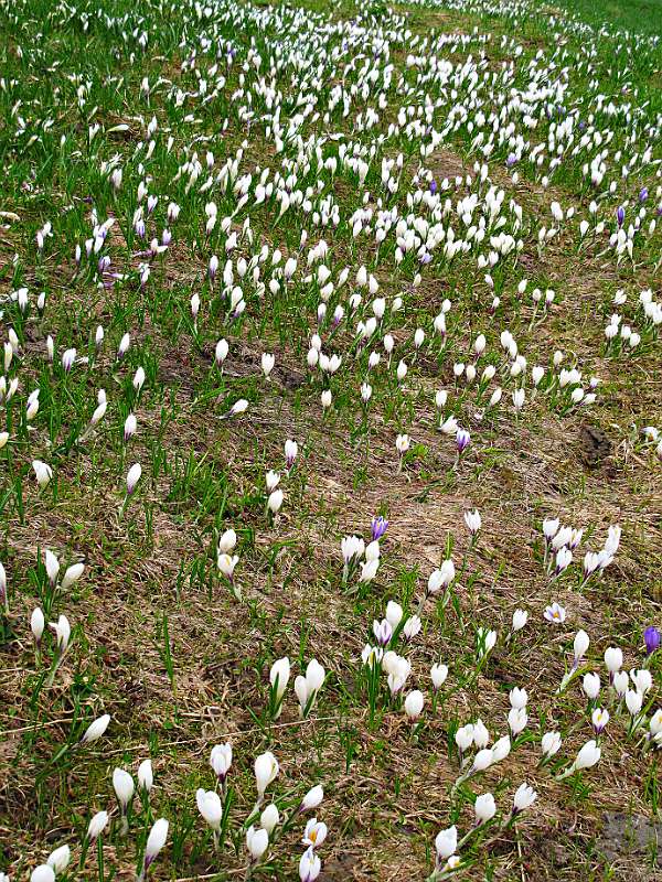 Krokus auf der Musenalp