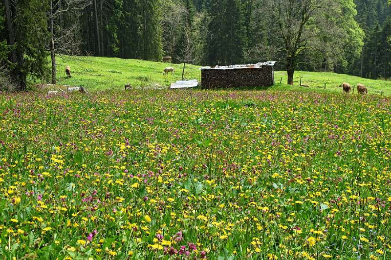 Schöne farbige Wiesen