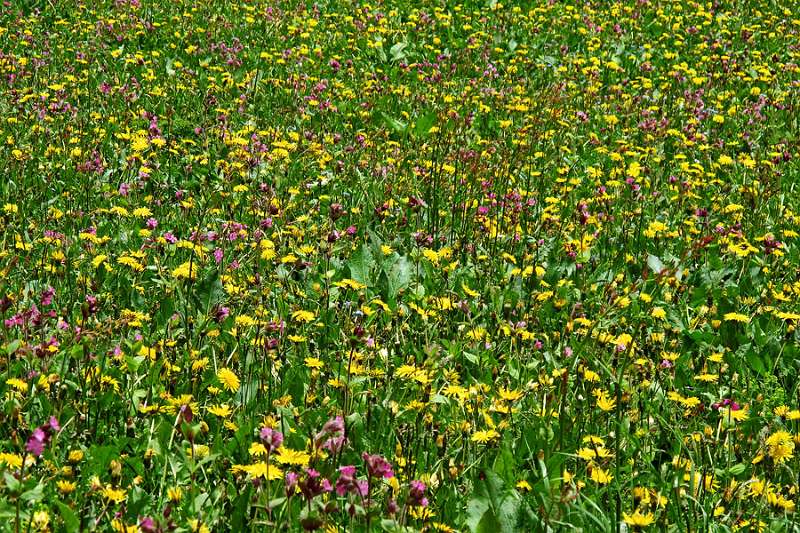 Viele prächtige Blumen oberhalb von Niederrickenbach