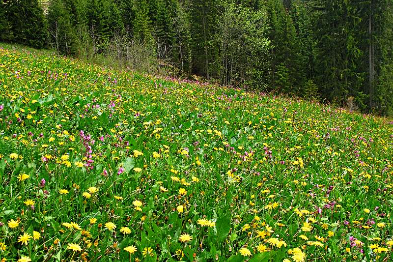 Farbige Wiesen. Da ist immer noch Frühling