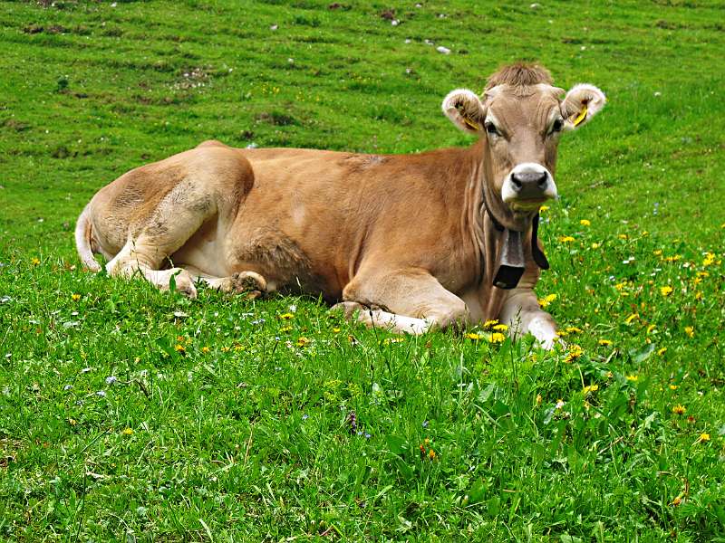 Kauen-Pause auf der Wiese