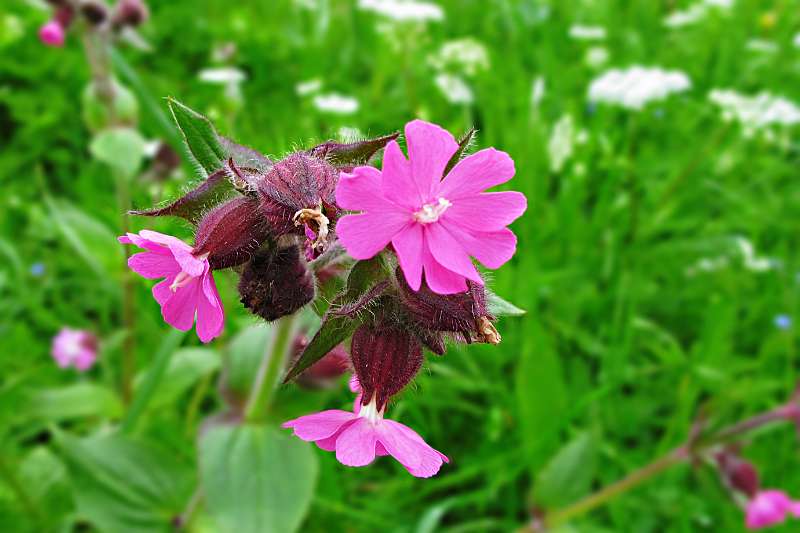 Viele Blumen rund um Niederrickenbach