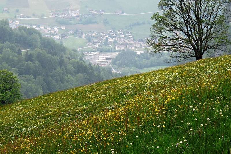 Blick Richtung Dallenwil von Niederrickenbach aus