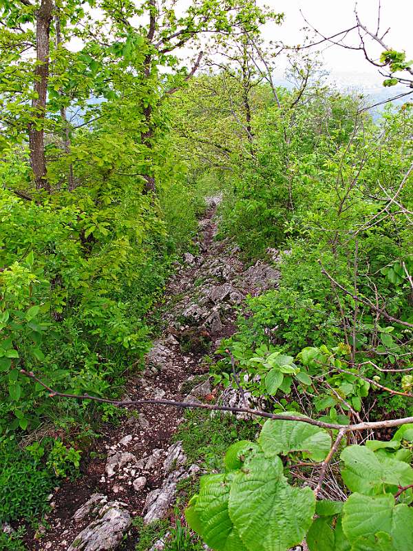 Wanderweg im Grünen