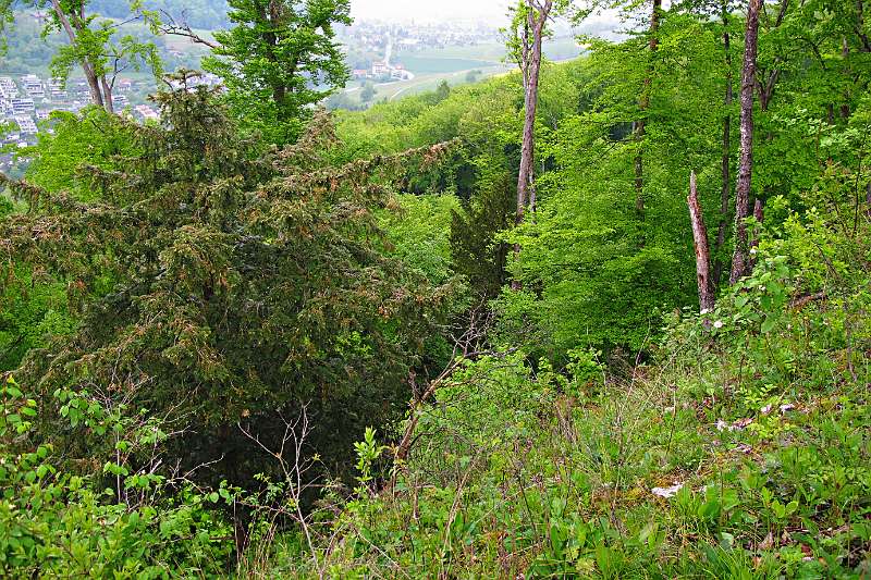 Bewölkt und eingeschränkte Fernsicht