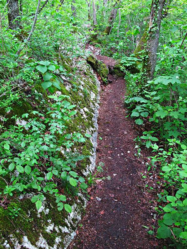 Wanderweg im Grünen