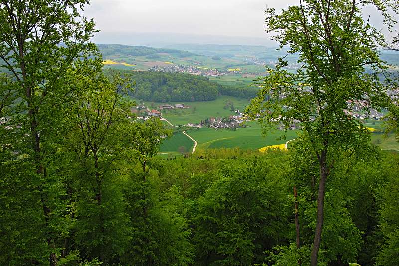 Der Schmuck der Frühlingslandschaft - gelbe Rapsfelder